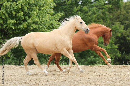 Zwei galoppierende Pferde auf der Koppel  photo