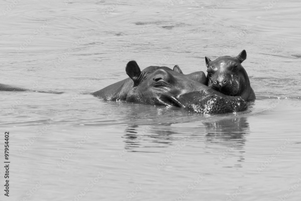 Fototapeta premium Nilpferd mit Baby
