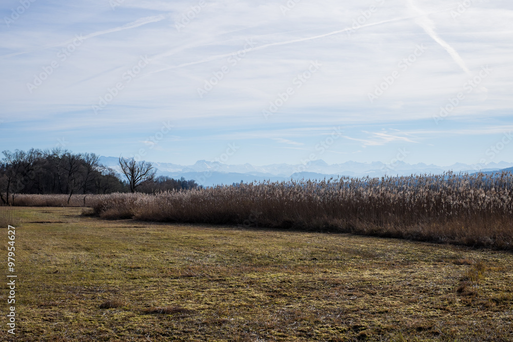 Obraz premium Büsche und Bäume und Wiesen
