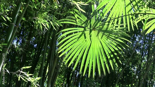 Feuille de plamier