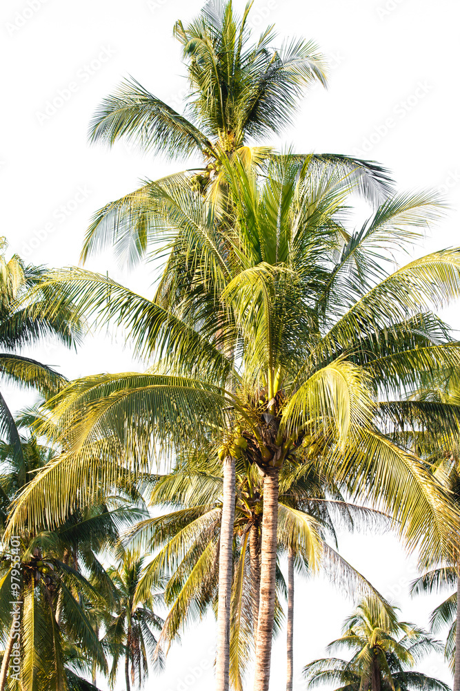 Coconut tree in garden Coconut tree in garden