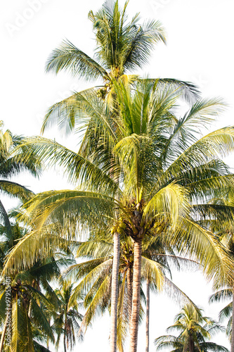 Coconut tree in garden