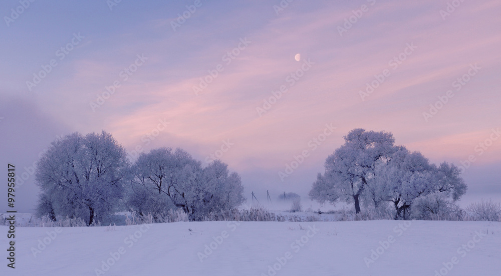 Cold winter morning. Moon in the sky. Frozen trees.