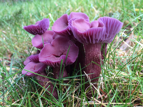 Western Amethyst Laccaria - Laccaria amethysteo-occidentalis