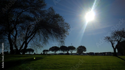 alberi e sole raggiante photo