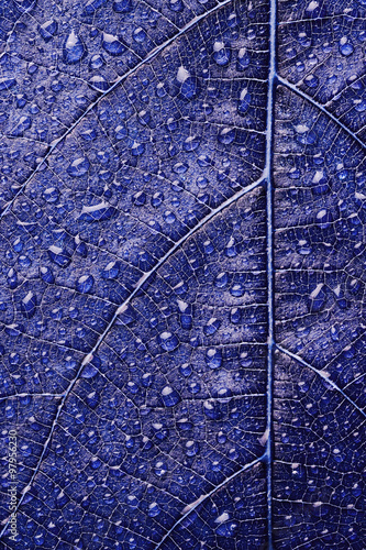 Dew drops on leaf close up