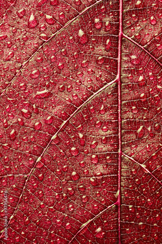 Dew drops on leaf close up