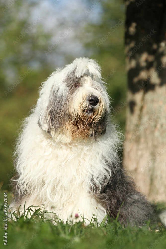 Bobtail macht Sitz an einem Baum Bobtail macht Sitz an einem Baum