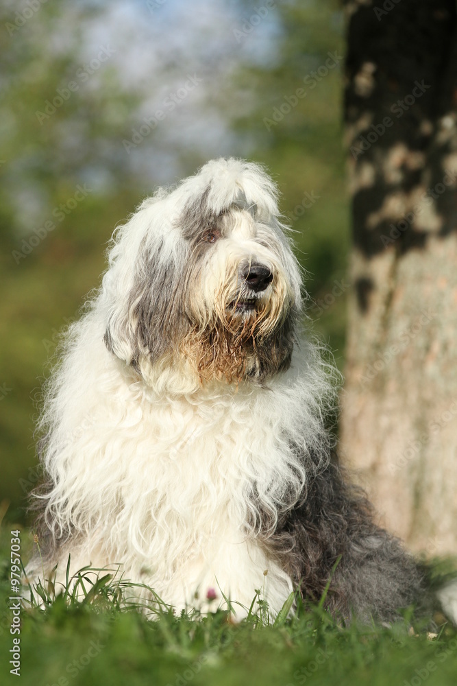 Bobtail macht Sitz an einem Baum