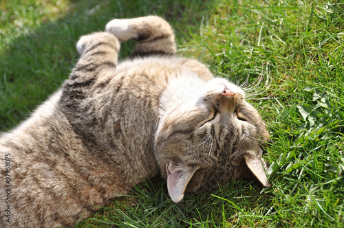 Tabby cat lying on green grass
