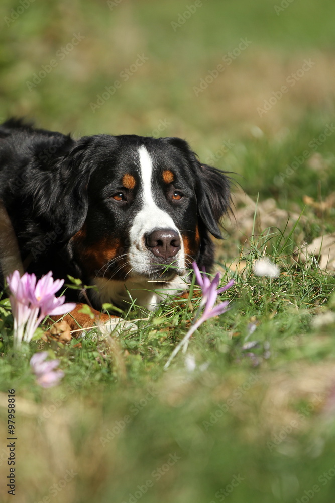 Berner Sennenhund liegt in der Blumenwiese Berner Sennenhund liegt in der Blumenwiese