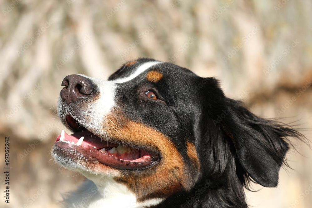 Profil Berner Sennenhund