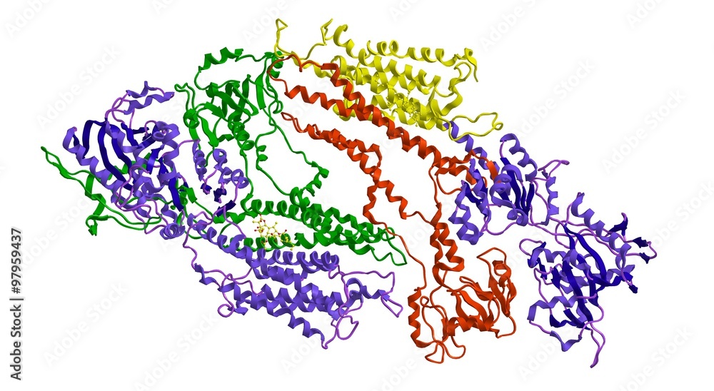 Molecular structure calcium pump