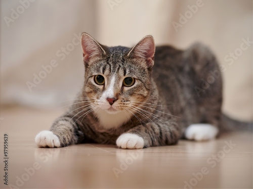 The domestic striped cat with white paws