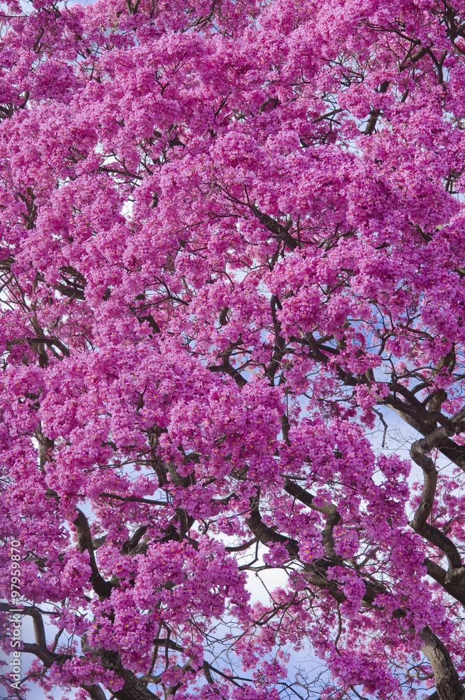 Obraz premium Pink tree in bloom