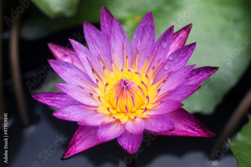 beautiful lotus flower