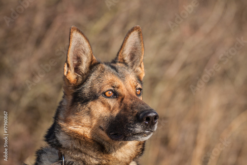 Deutscher Schäferhund