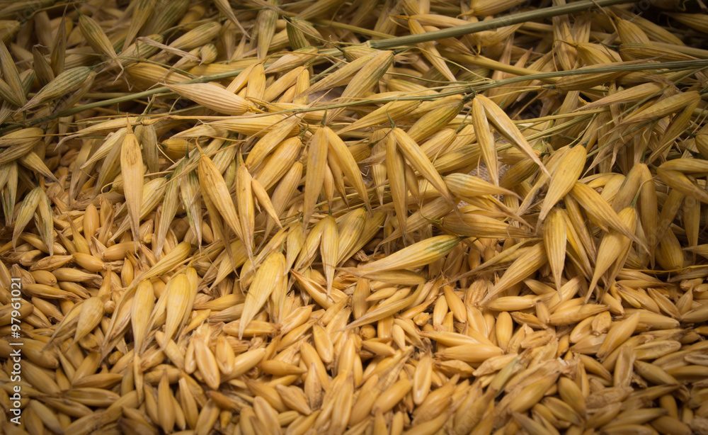 oat grain closeup