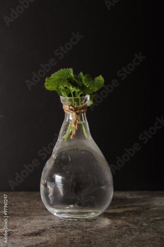 mint in a glass vase with water on a black background stone