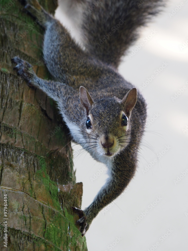Fototapeta premium Eastern Grey Squirrel coming down trunk of Cabbage Palm Tree