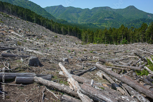 森林伐採　環境破壊　地球温暖化