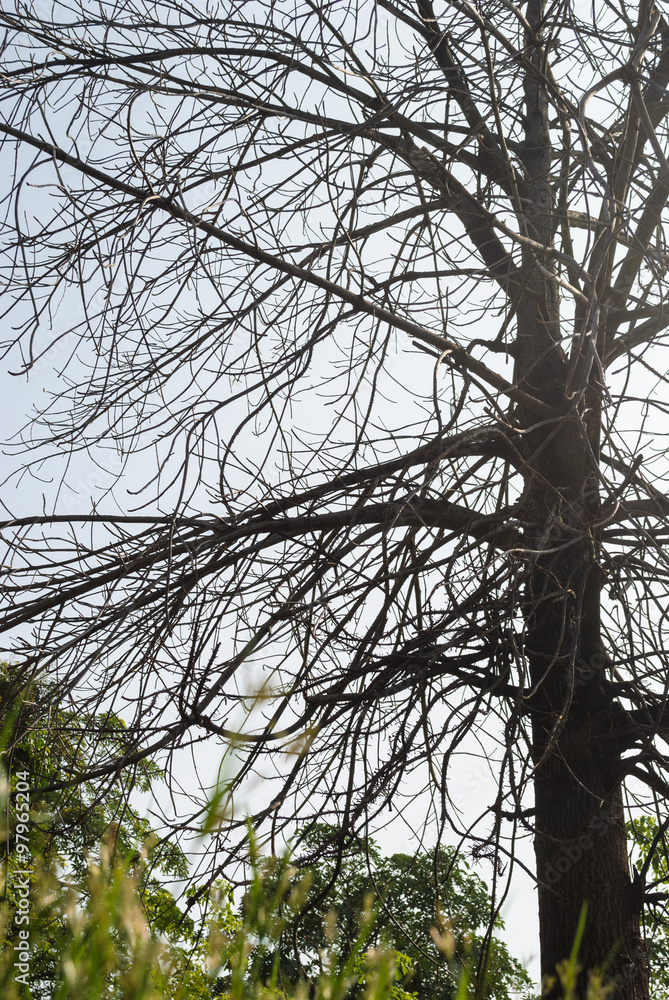 Obraz premium Shed leave Cannonball tree surrounded by fresh leaves trees. Fil