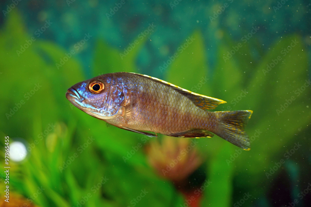 Fototapeta premium aquarium