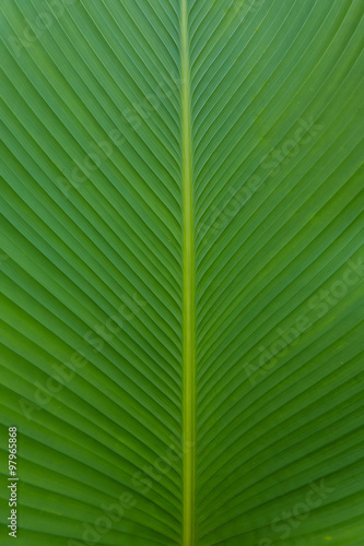 shadow of palm leaf and texture