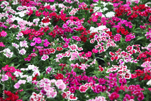 colorful dianthus flower as background photo