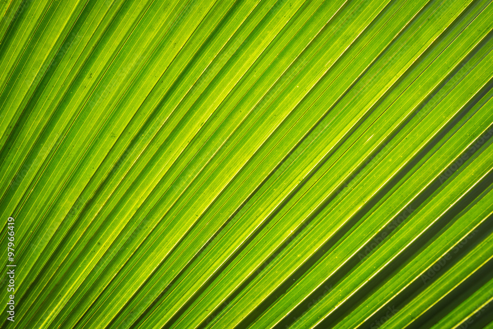 shadow of palm leaf and texture shadow of palm leaf and texture