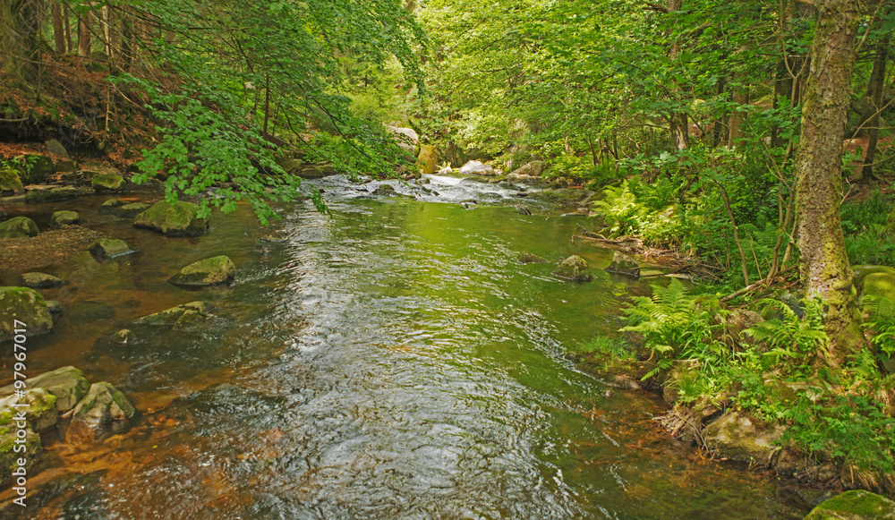 Stream through a sunny forest in summer
Stream through a sunny forest in summer