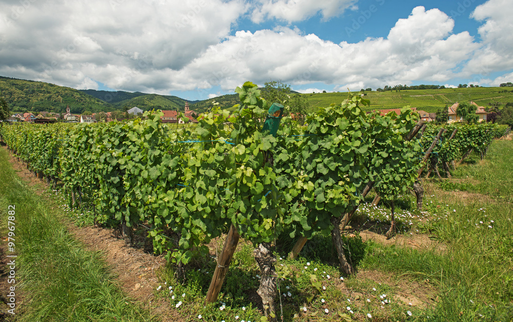 Vineyard in a sunny field in summer