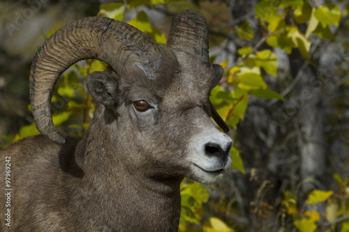Alert bighorn sheep ram in national park