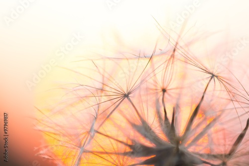 Dandelion seeds on sunset sky background