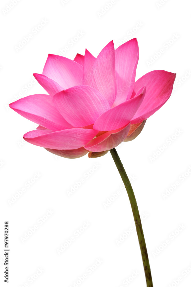 lotus flower isolated on white background. lotus flower isolated on white background.