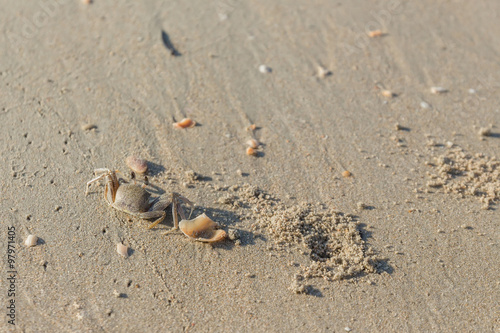 crab on a beach