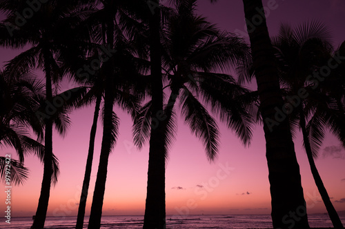 Palm tree in the sunset evening