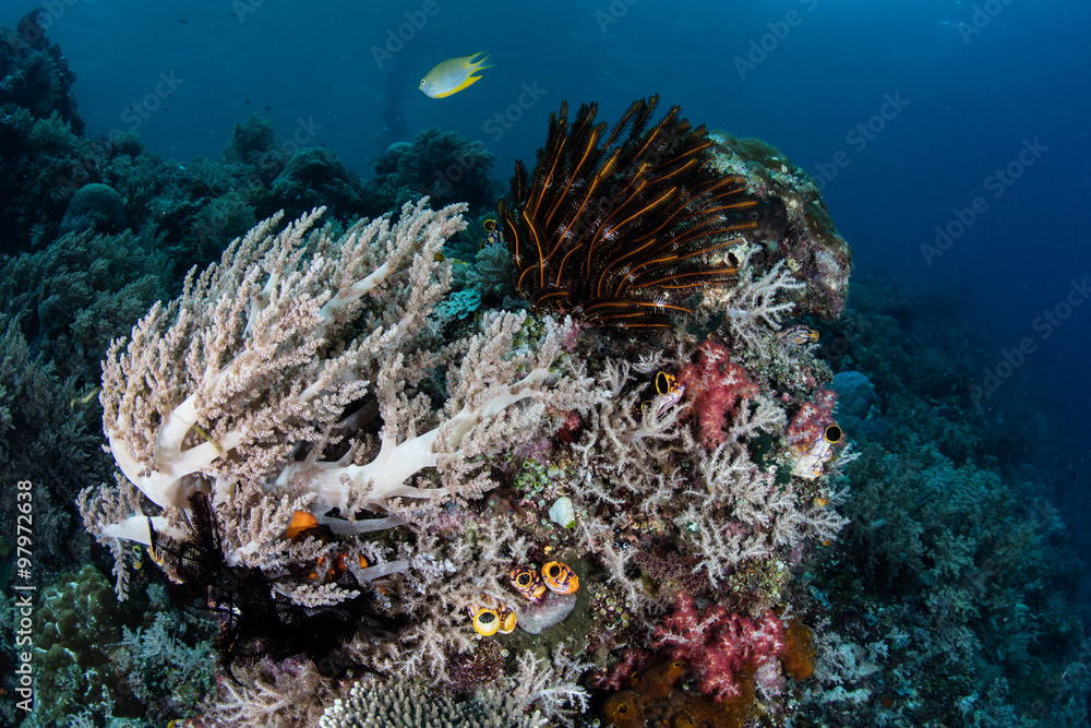 Naklejka premium Coral Reef in Raja Ampat