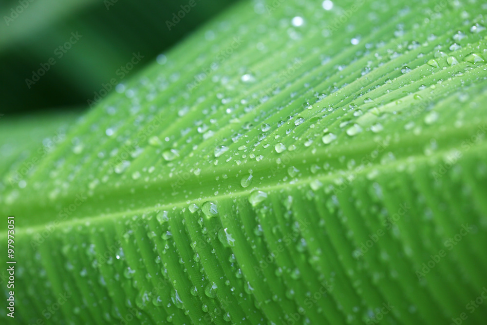 water drop on banana leaf water drop on banana leaf