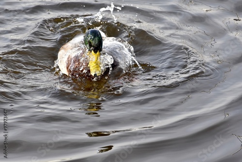 Mallard duck splashing in water