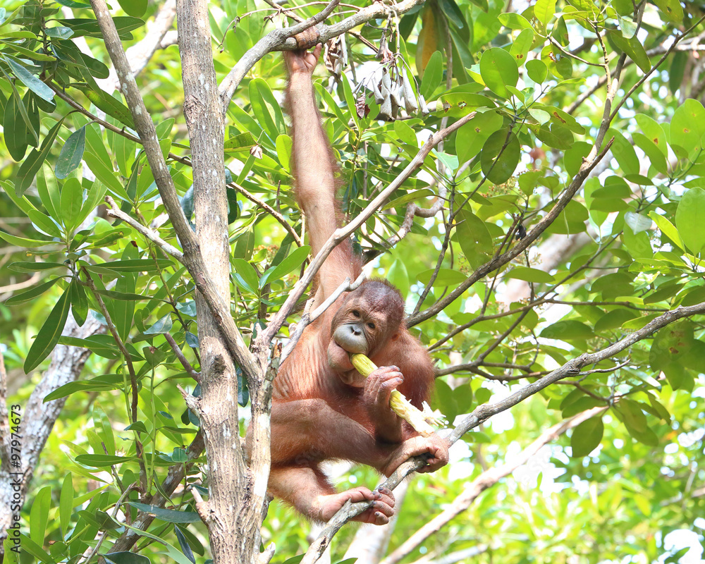 Wild Orangutan at Kota Kinabalu Sabah Orangutan Sanctuary eating fruits and vegetable