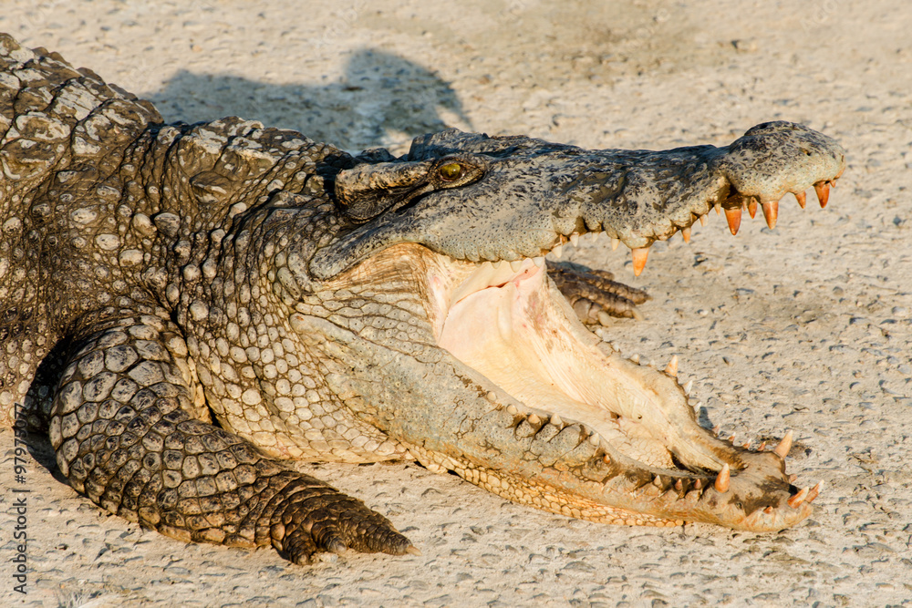 Fototapeta premium Close up wildlife crocodile with a toothy grin
