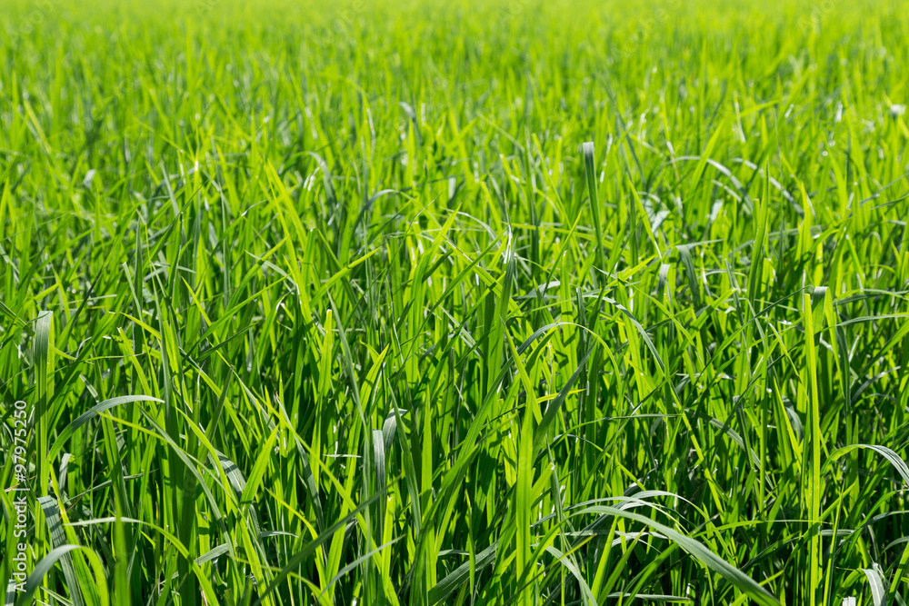 green leaves of rice in paddy, background and texture green leaves of rice in paddy, background and texture