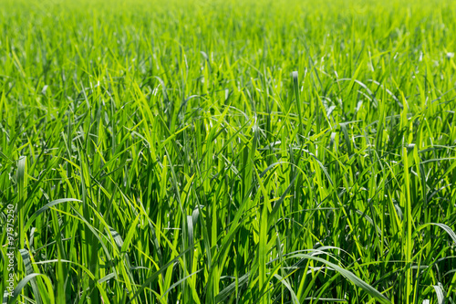 green leaves of rice in paddy, background and texture