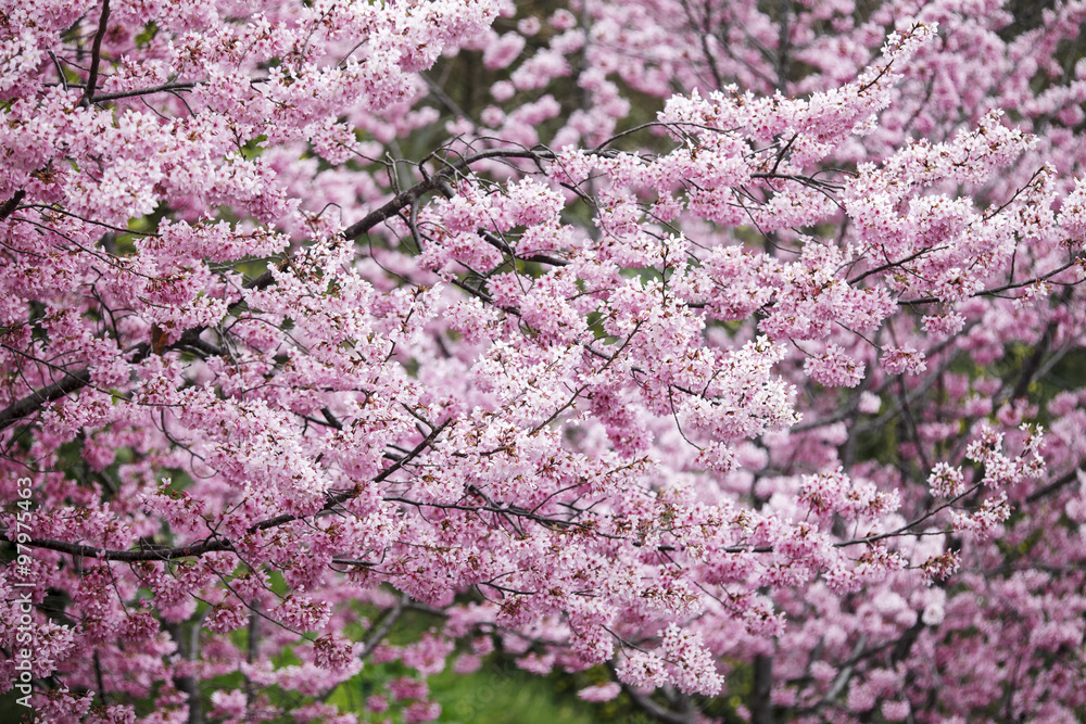 Wuling Farm cherry blossom season, Nantou, Taiwan