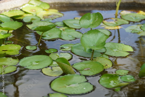 The details of huge lotus leafs over water 
