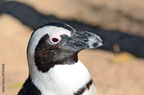 African Penguin in the Zoological Center