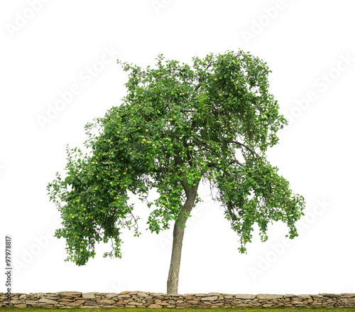 Apfelbaum mit gr  nen   pfeln hinter Natursteinmauer als Freisteller vor wei  em Hintergrund