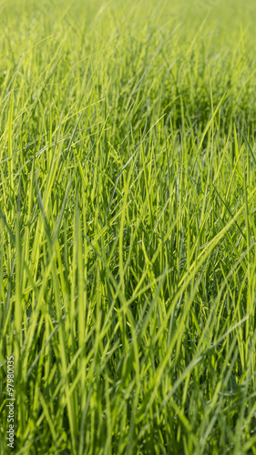 Green grass surface background