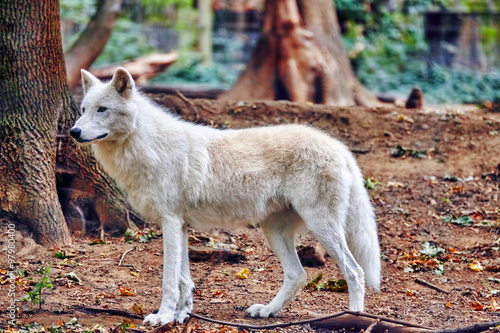 Gray wolf (canis lupus) in its natural habitat. photo